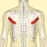 Latissimus Dorsi + Teres Major | Shoulder Pain Assessment